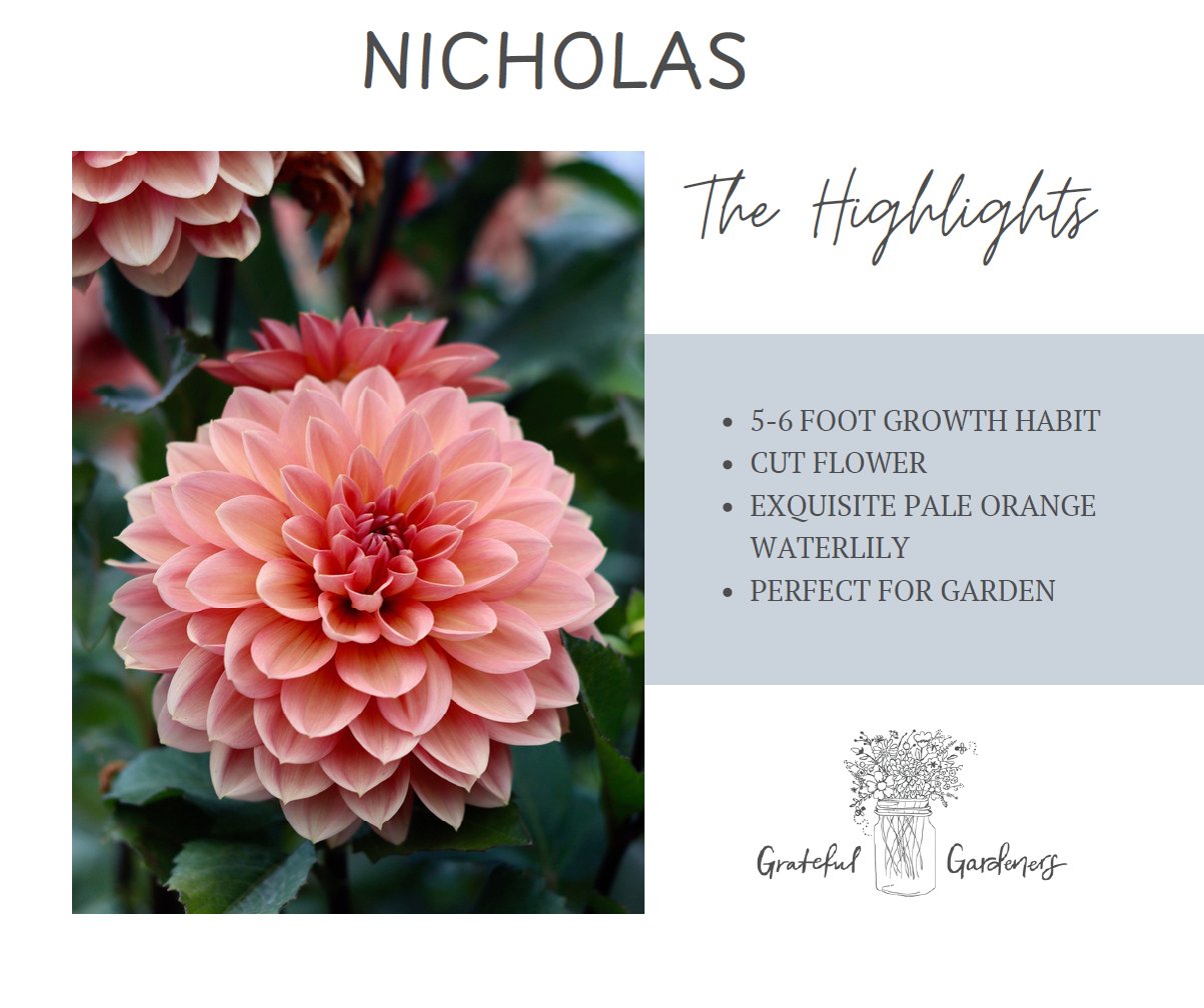 Dahlia Tuber - Nicholas