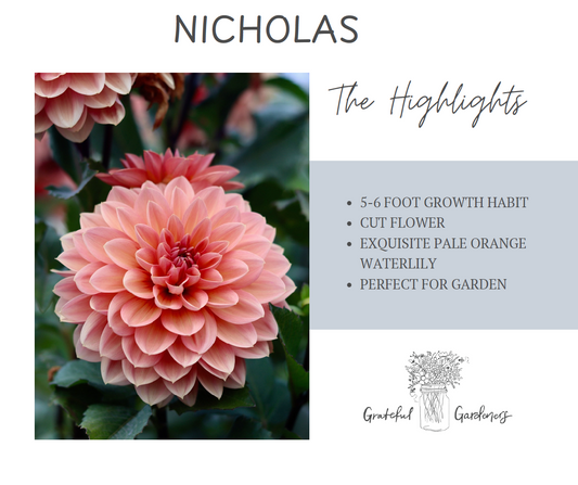 Dahlia Tuber - Nicholas