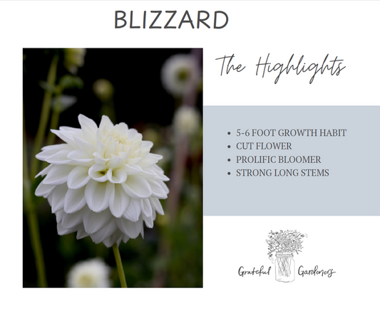 Dahlia Tuber - Blizzard