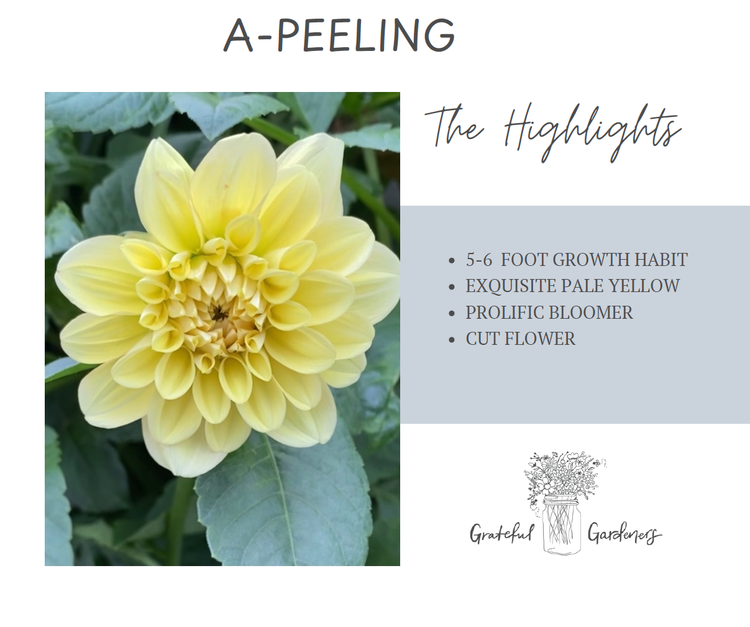 Dahlia Tuber - A-Peeling