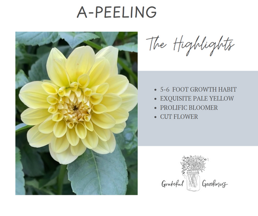 Dahlia Tuber - A-Peeling