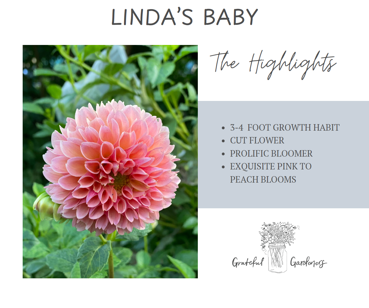 Dahlia Tuber - Linda's Baby