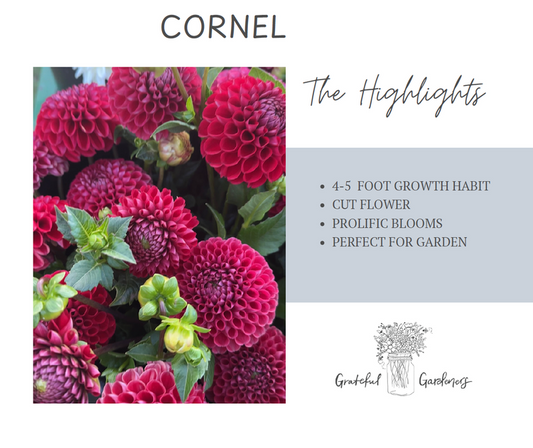 Dahlia Tuber - Cornel