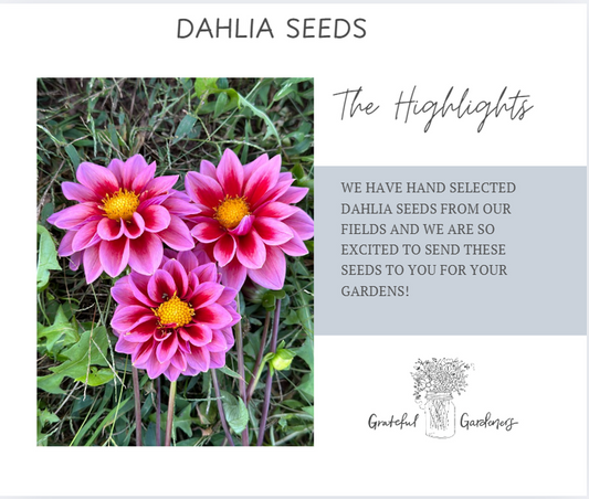 Dahlia Seeds