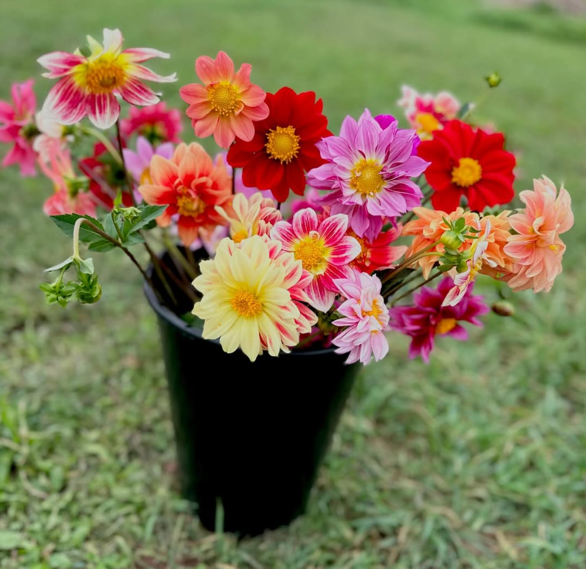 Dahlia Tuber - Mystery Bundle