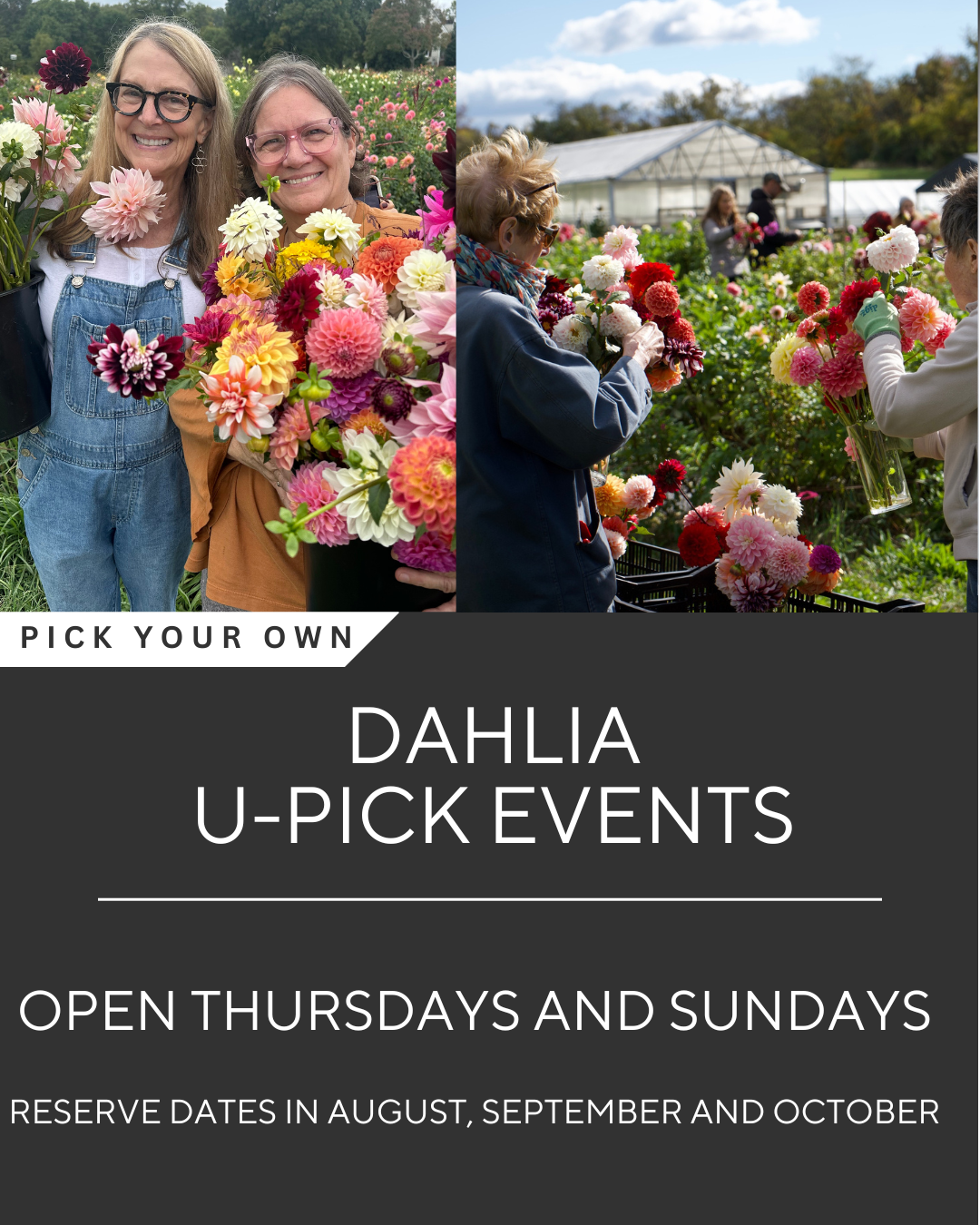 Dahlia U-PICK Event