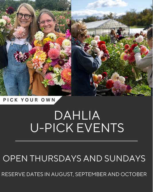 Dahlia U-PICK Event