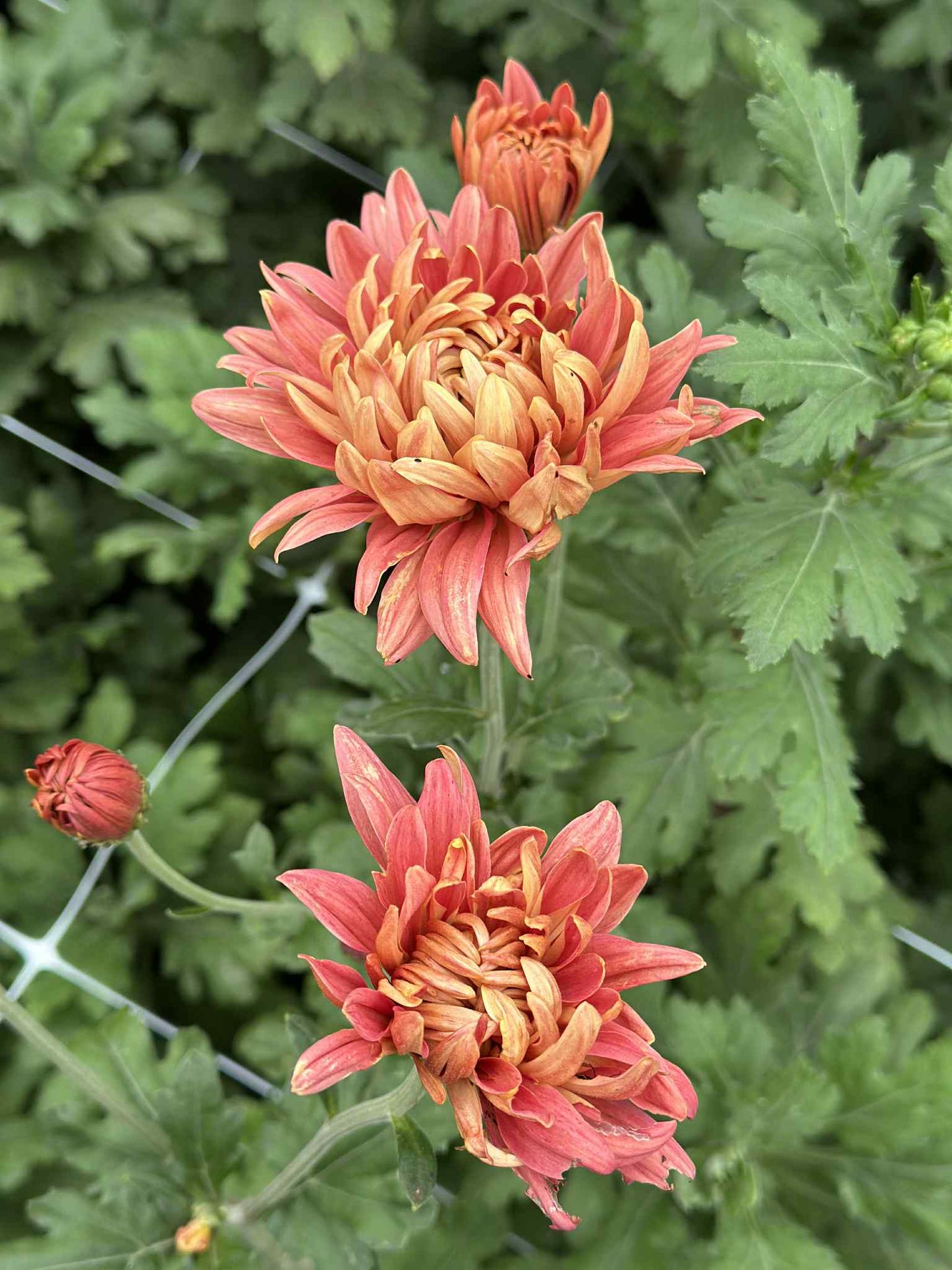 Heirloom Spray Mum, Bronze