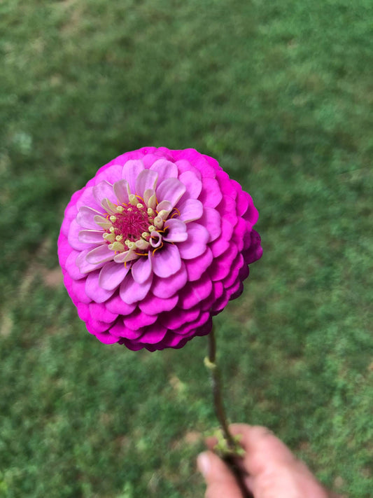 Zinnia, Purple Carmine