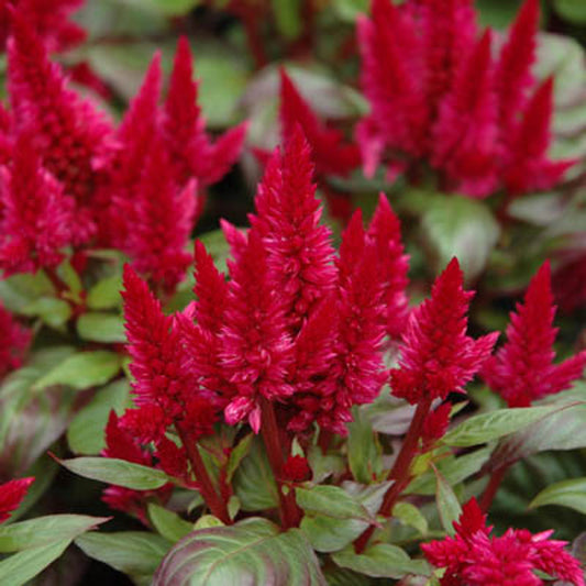 Celosia, Spicata (Red)