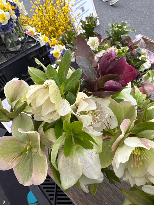 Hellebore Arrangement