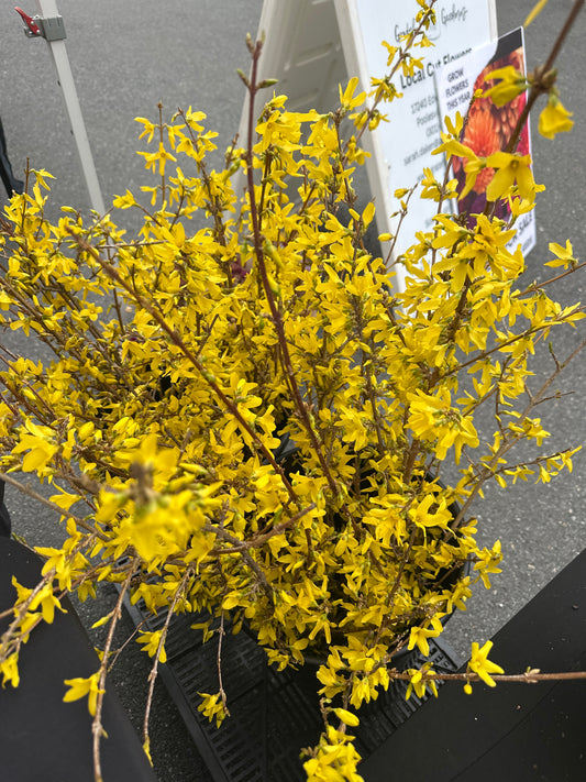 Forsythia Branches - 5 stem bunch