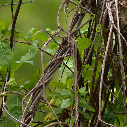 Kudzu Vine (per Linear Foot)