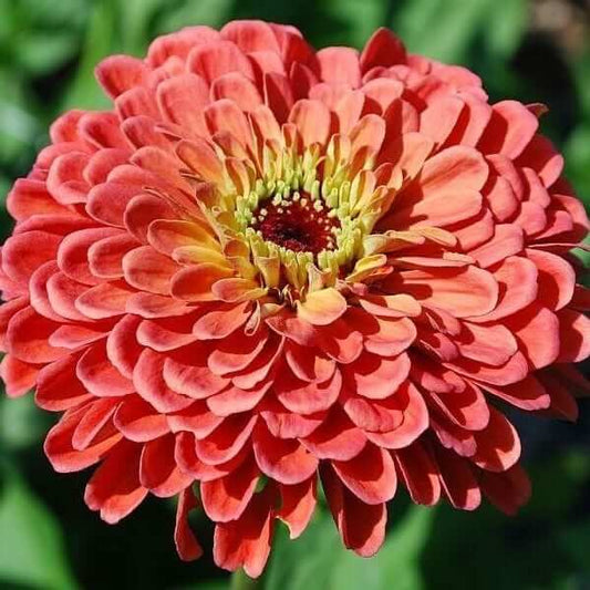 Zinnia, Benary (Salmon)