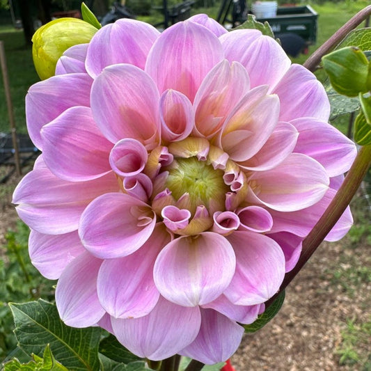 Dahlia (Pink Shades, Medium)