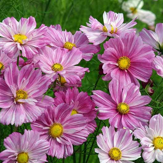 Cosmos (Medium Pink)
