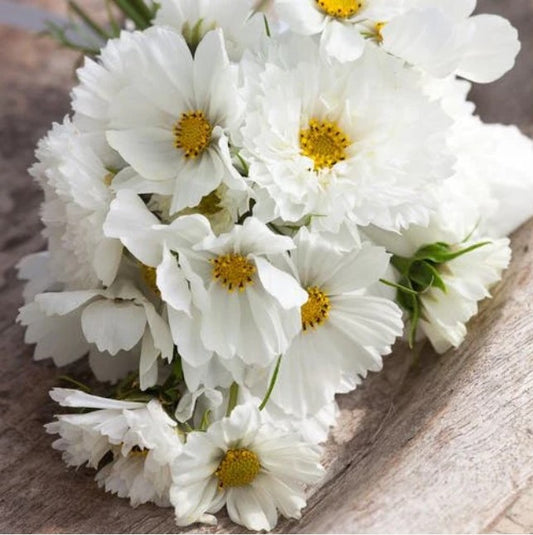 Cosmos (White)