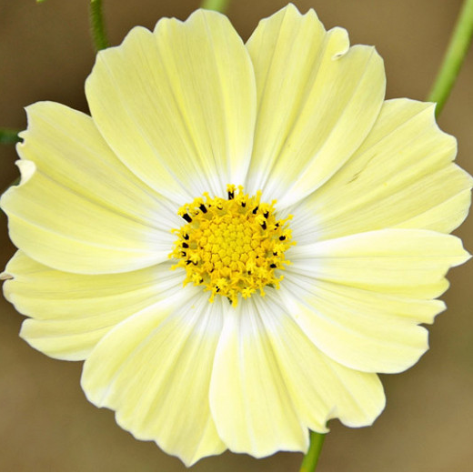 Cosmos (Xanthos Yellow)