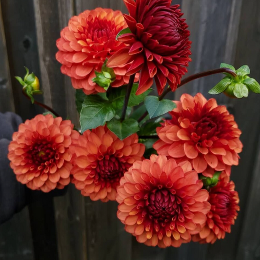 Dahlia (Red Shades, Medium)