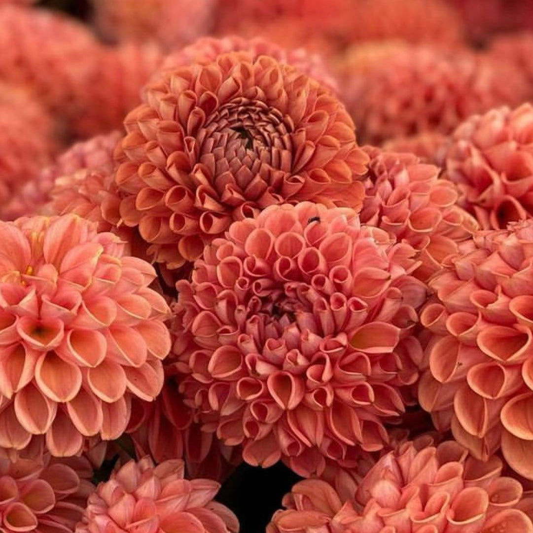 Dahlia (Orange Shades, Medium)