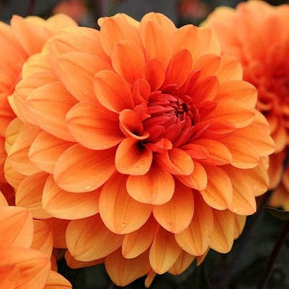 Dahlia (Orange Shades, Medium)