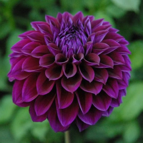 Dahlia (Purple Shades, Medium)
