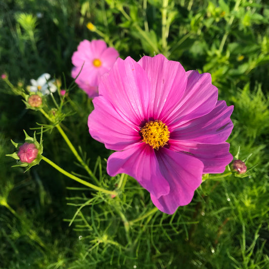 Cosmos (Hot Pink)
