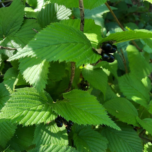 Black Jetbead Foliage