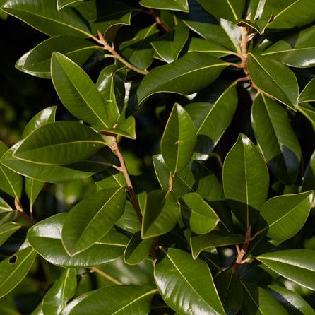 Magnolia Foliage (Medium)