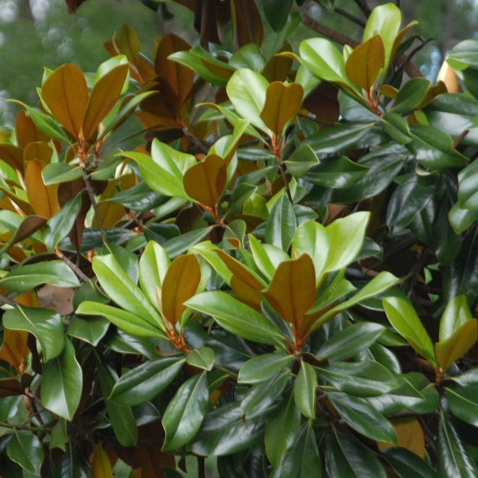 Magnolia Foliage (Large)