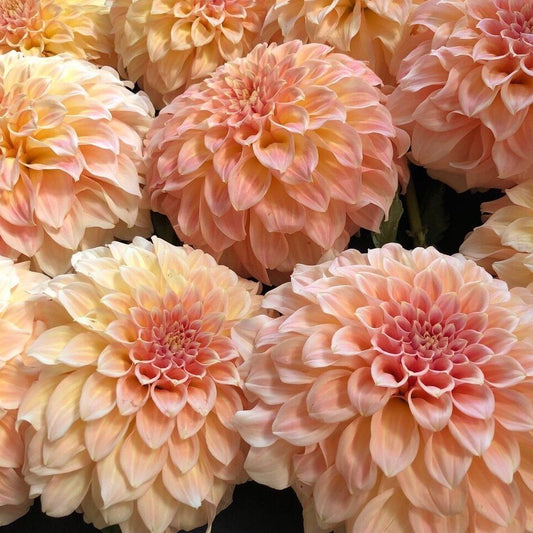 Dahlia (Peach Shades, Medium)