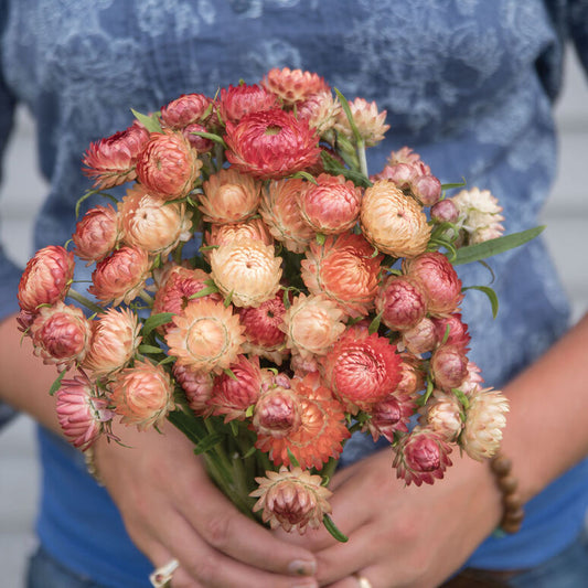 Strawflower (Apricot/Peach)