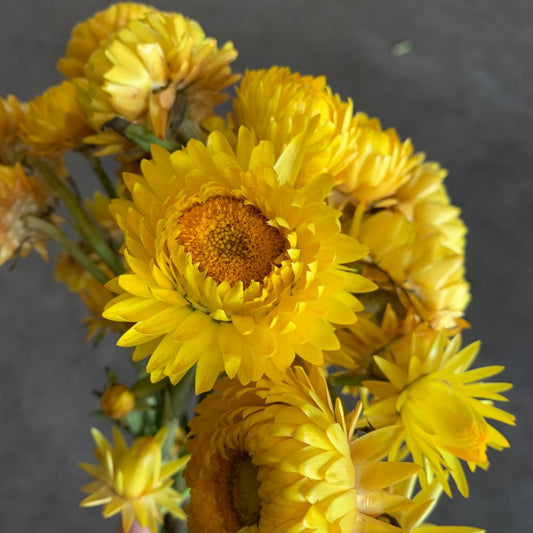Strawflower (Yellow)