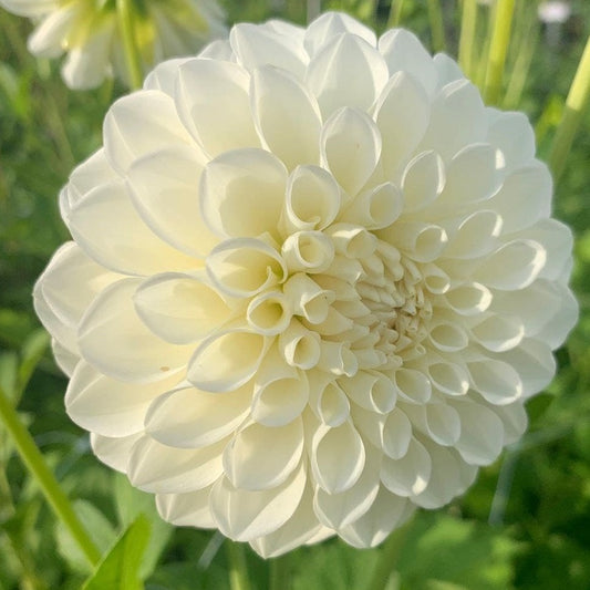 Dahlia (White, Medium)