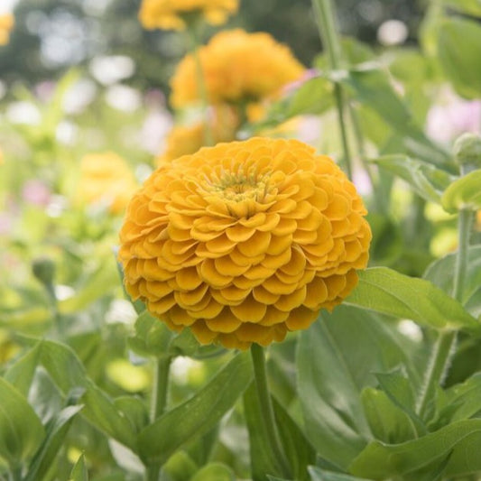 Zinnia, Benary (Yellow)
