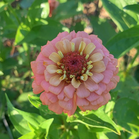 Zinnia, Oklahoma (Salmon)